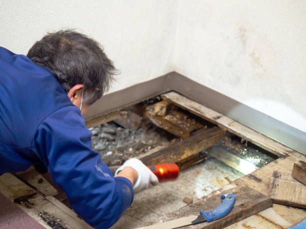 Best Black Mold Removal  in Zephyrhills North, FL
