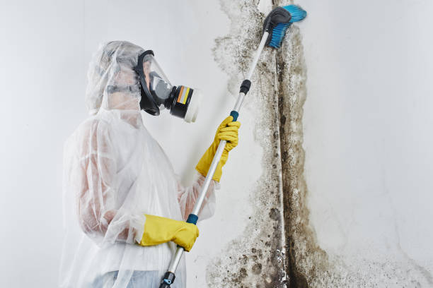 Best Best Mold Removal Companies  in Zephyrhills North, FL