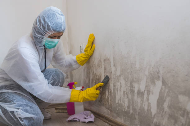 Best Mold Testing  in Zephyrhills North, FL