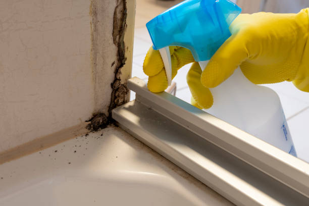 Best Office Mold Removal Services  in Zephyrhills North, FL