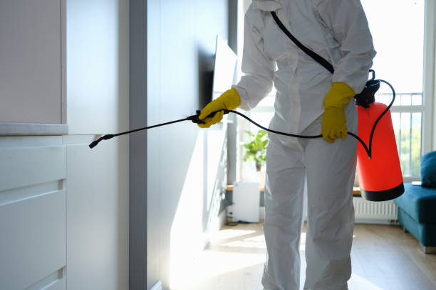Best Local Mold Removal Service  in Zephyrhills North, FL