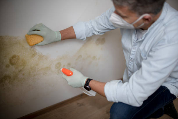 Best Fast Mold Removal  in Zephyrhills North, FL