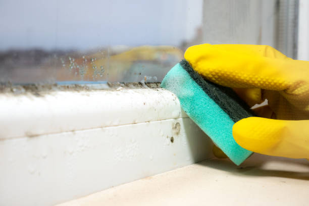 Mold Testing and Removal in Zephyrhills North, FL