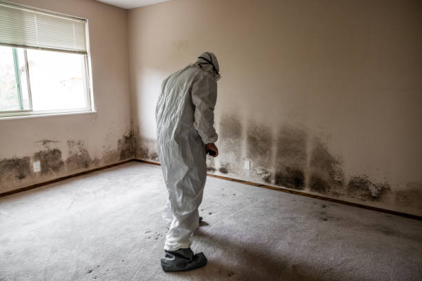 Best Crawl Space Mold Removal  in Zephyrhills North, FL