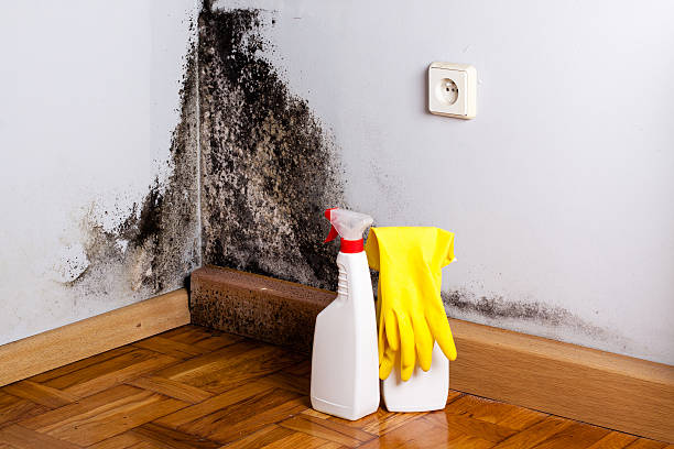 Best Mold Removal Company Near Me  in Zephyrhills North, FL