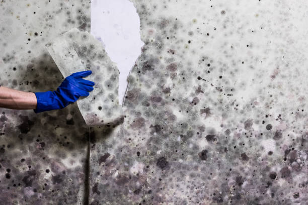 Best Residential Mold Removal  in Zephyrhills North, FL