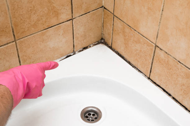 Zephyrhills North, FL Mold Removal Company